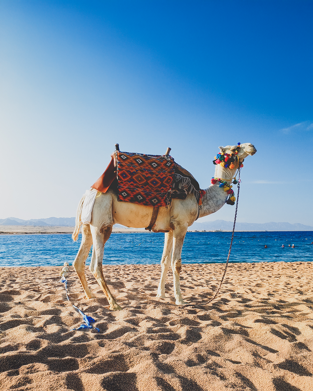Private day tour to The Nubian Museum