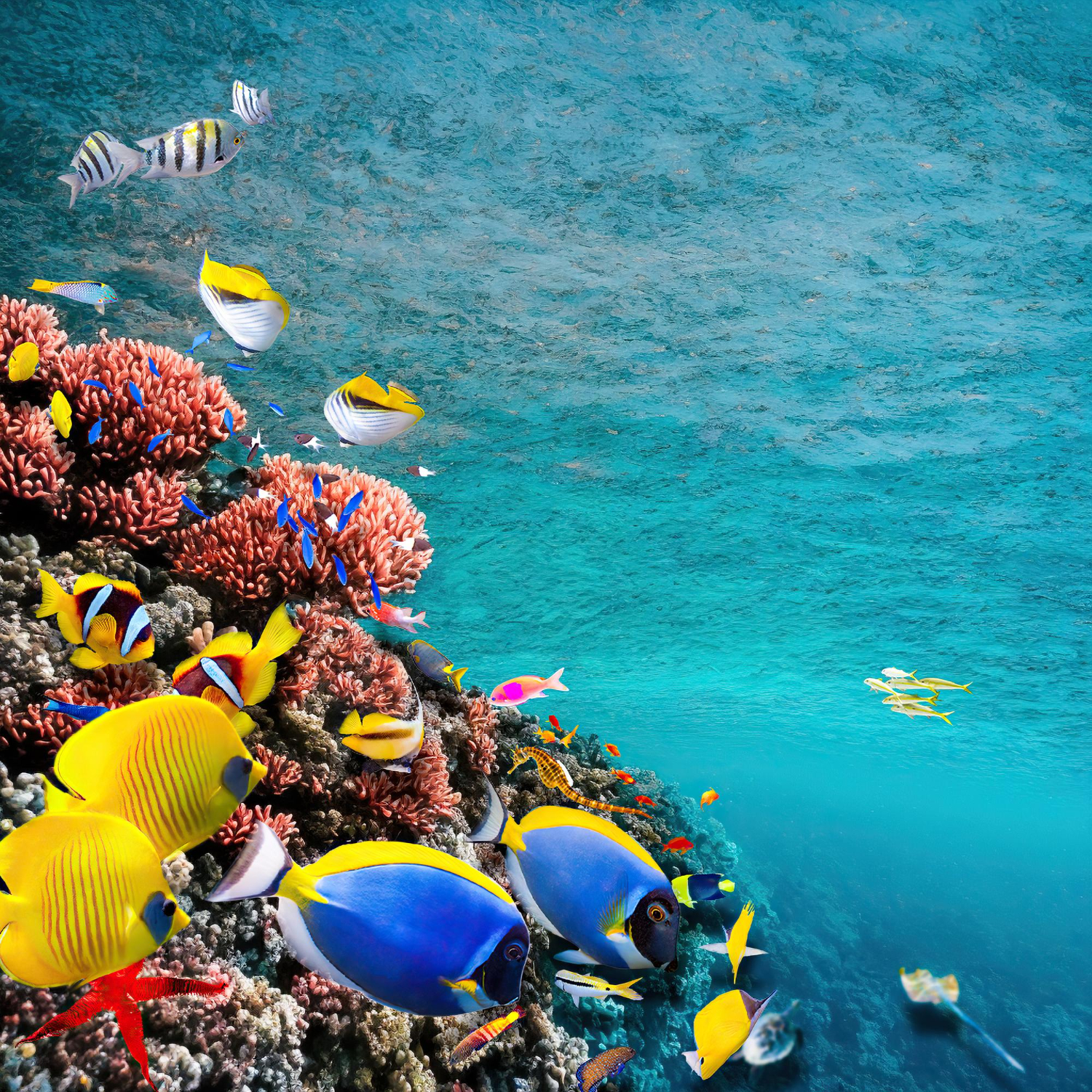 Sharm El Sheikh